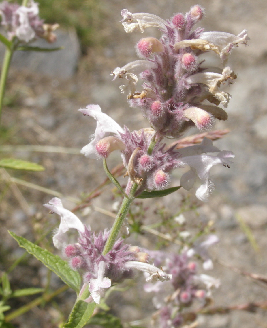 Nepeta nepetella / Gattaia minore